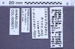 Etiketten zu Cardiophorus athoides (Schwarz, 1900) (NHMW-ZOO-COL-0008271)
